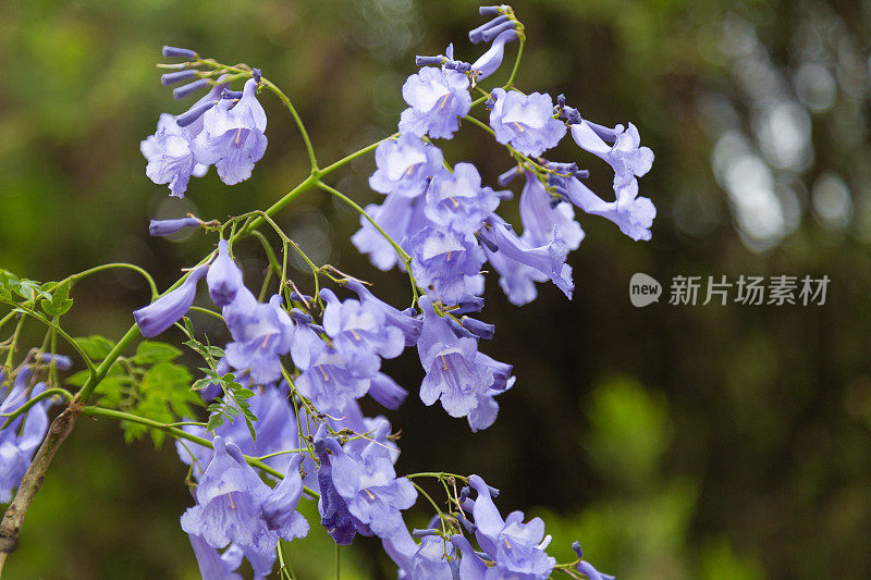 美丽的紫色蓝花楹树/花